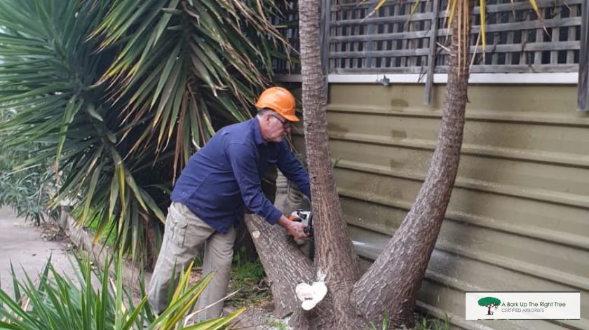 A Bark Up The Right Tree Removal Adelaide