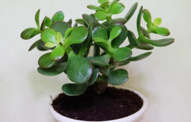 Mini Jade plant