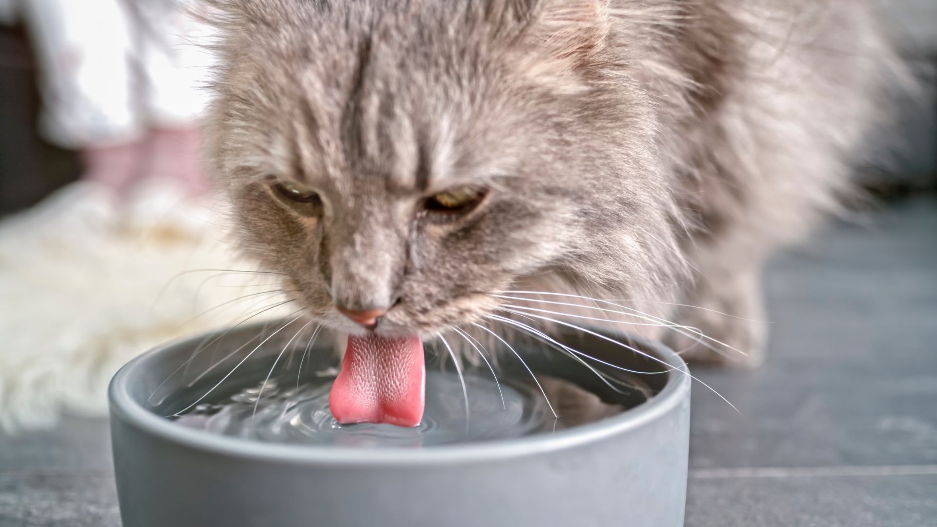cat water