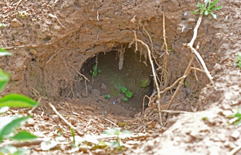 Block Burrow under Your Home