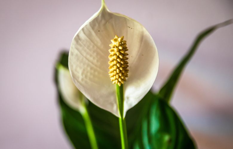 Peace Lilies Or Spathiphyllum