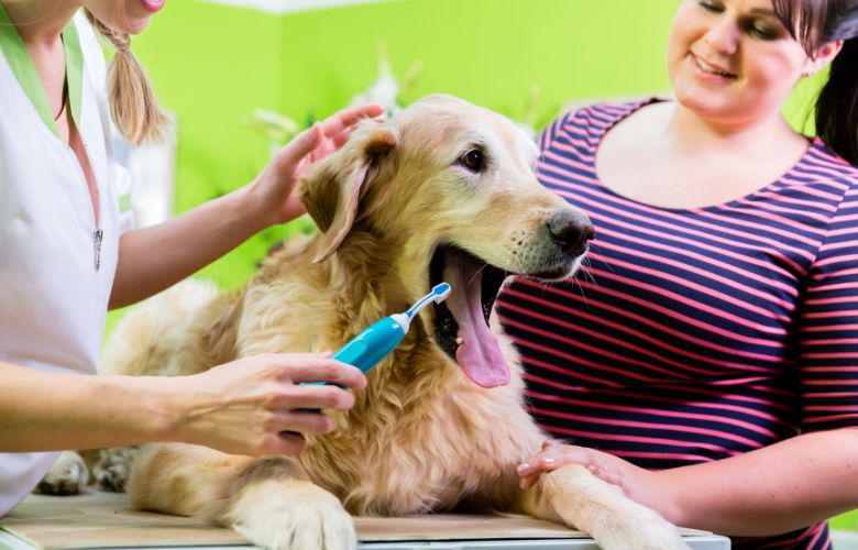 Types Of Pet Sitting Services And Their Impact On Cost