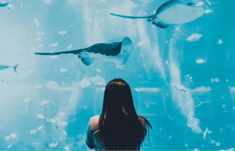 What To Do And See At An Aquarium
