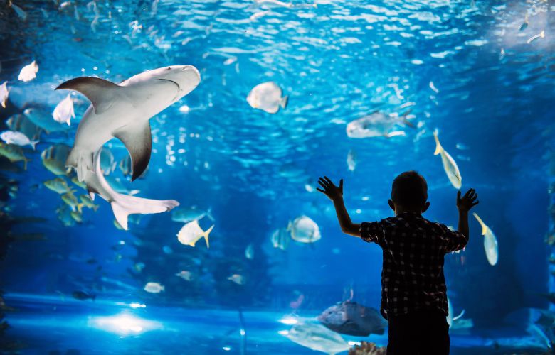 Why Should You Visit the Aquarium?